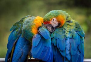 Parakeet Life Expectancy: Complete Guide to Budgies & Their Care