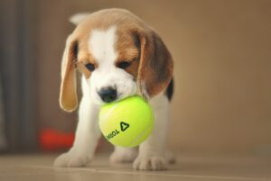 Beagle: Dog Breed Characteristics & Care