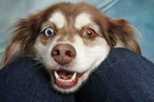 Low Maintenance Dogs ! 40 Best Breeds for Easy Care