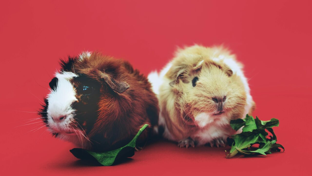 Guinea Pig