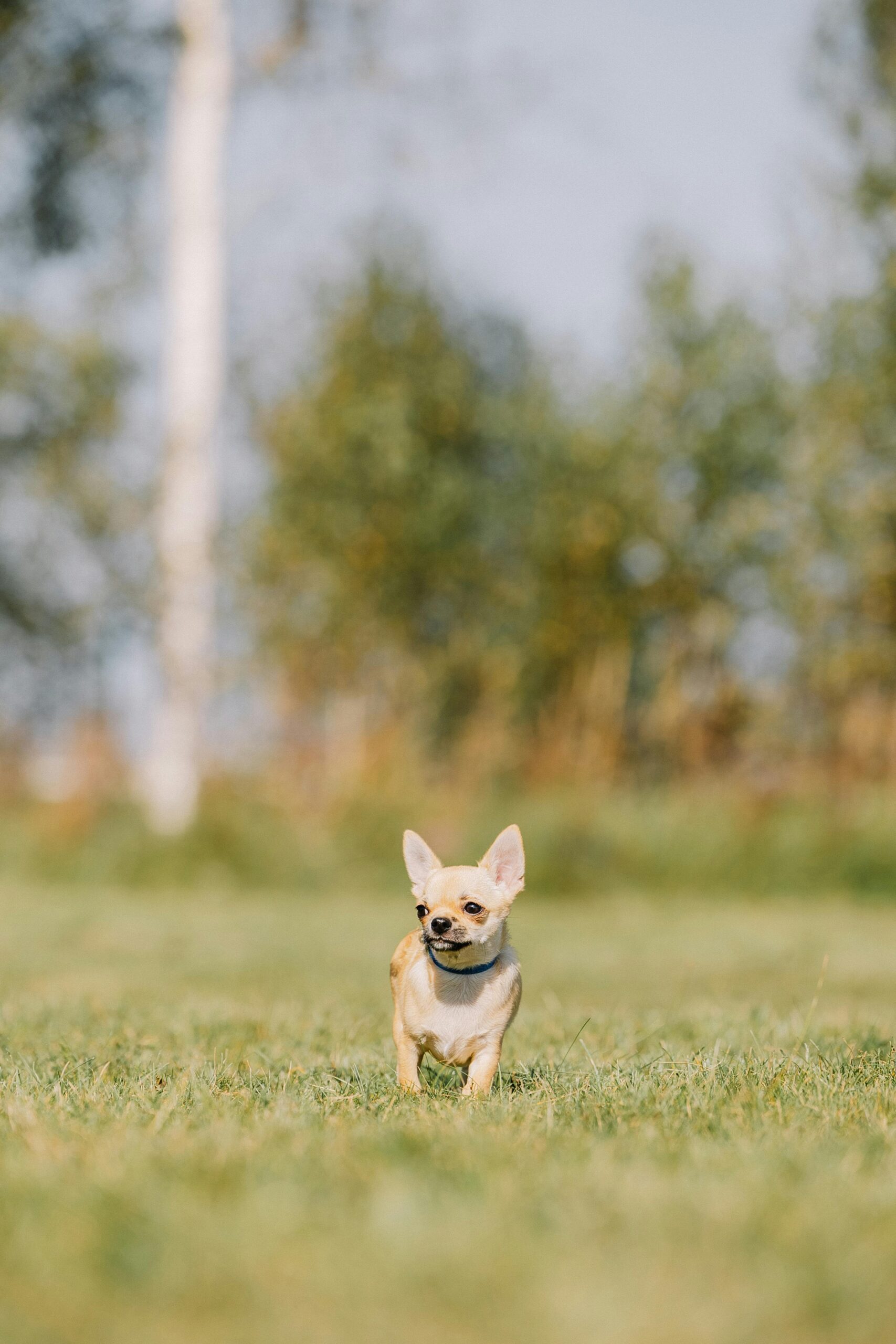 Cute Chihuahua Running on a Sunny Day