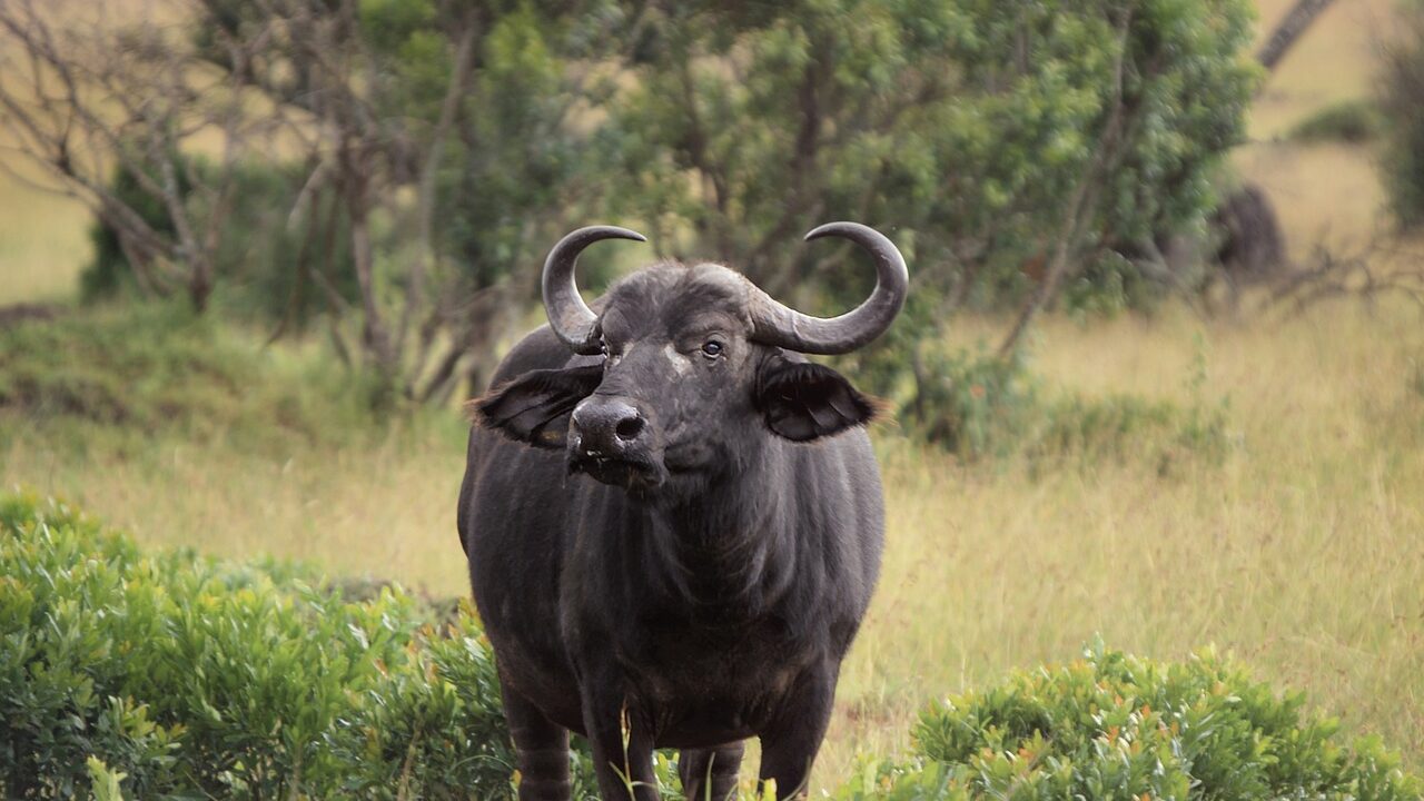 animal, buffalo, wild