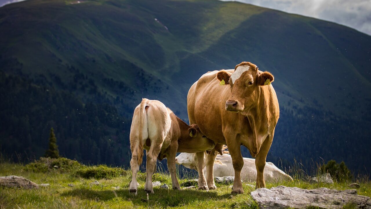 cow, calf, pasture