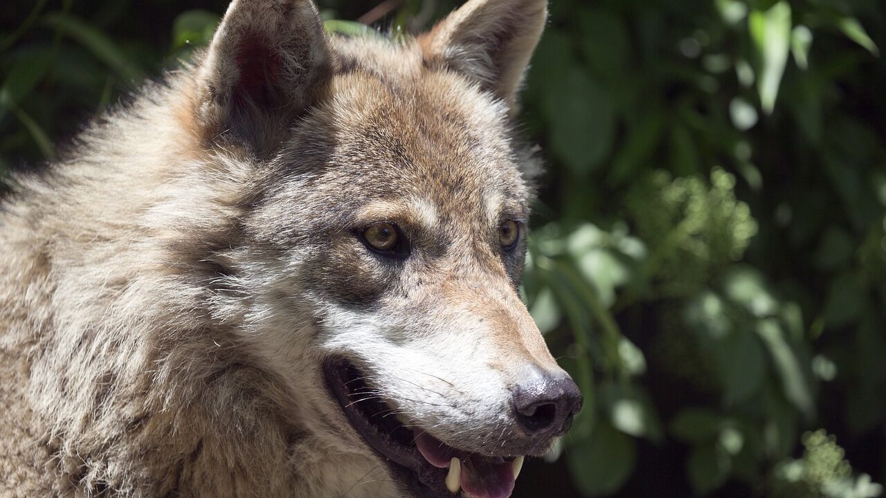 european wolf, alpha male, intelligent