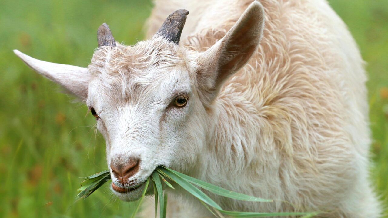 Close-up of a young goat eating grass in a vibrant green field.