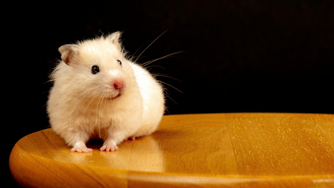 Adorable white hamster sitting on a wooden surface against a dark backdrop.