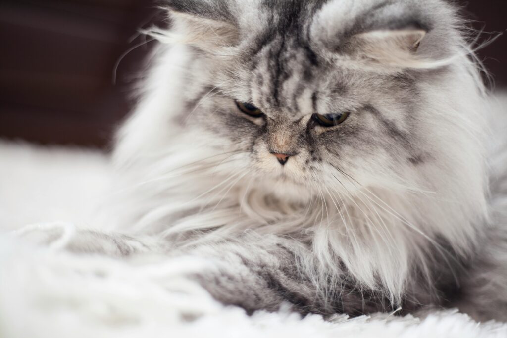 An adorable close-up of a fluffy grey Persian cat resting indoors.