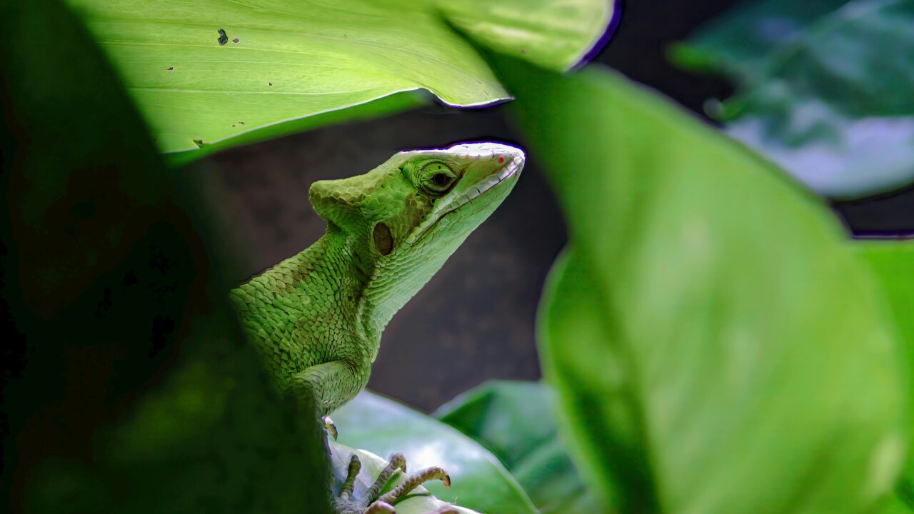 Close-up of a green lizard camouflaged among tropical leaves, showcasing nature's beauty.