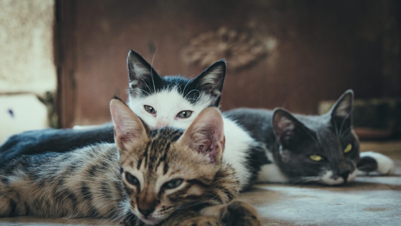 Close-up of three relaxed domestic cats lying together, showcasing their playful innocence and companionship.