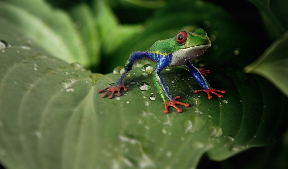 African dwarf frogs