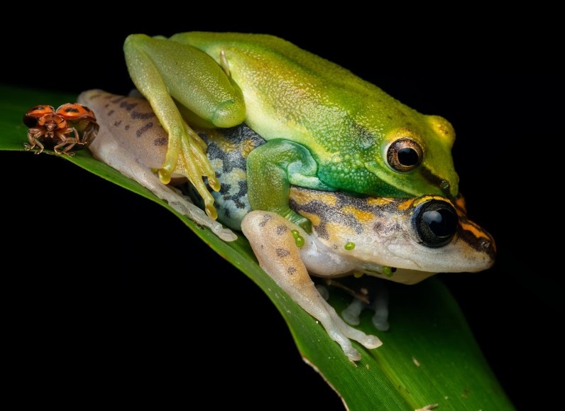 African dwarf frogs