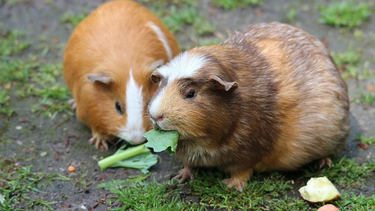 guinea-pig-guinea-pig-house-cavia-porcellus-form-domestica-50572-50572 Guinea Pig