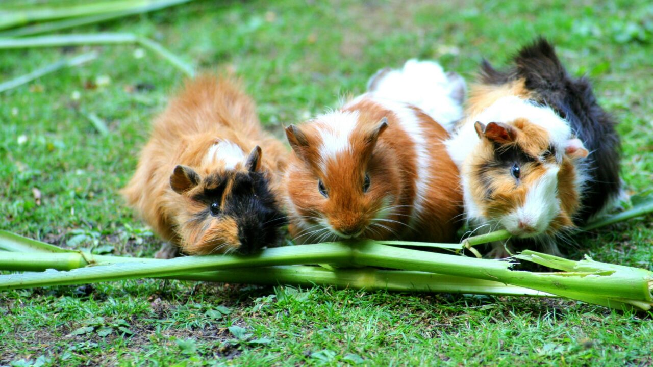 guinea-pig-sea-pig-house-cute-guinea-pig-house-63853-63853 Guinea Pig