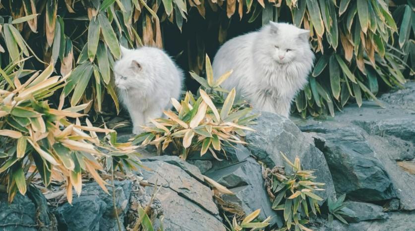 persian cats