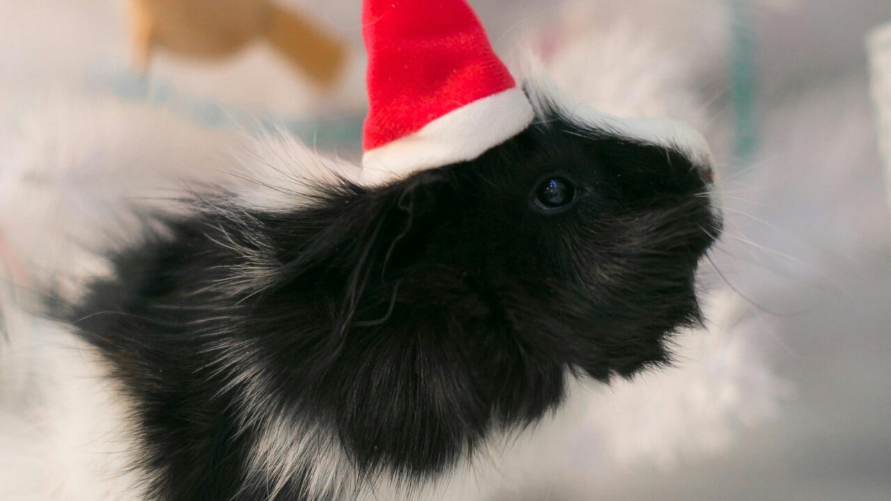 pexels-photo-10310536-10310536-1 Guinea Pig