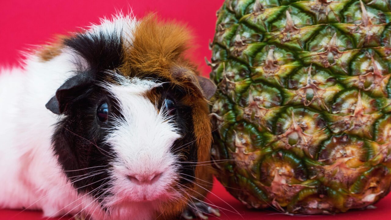 pexels-photo-174666-174666 Guinea Pig