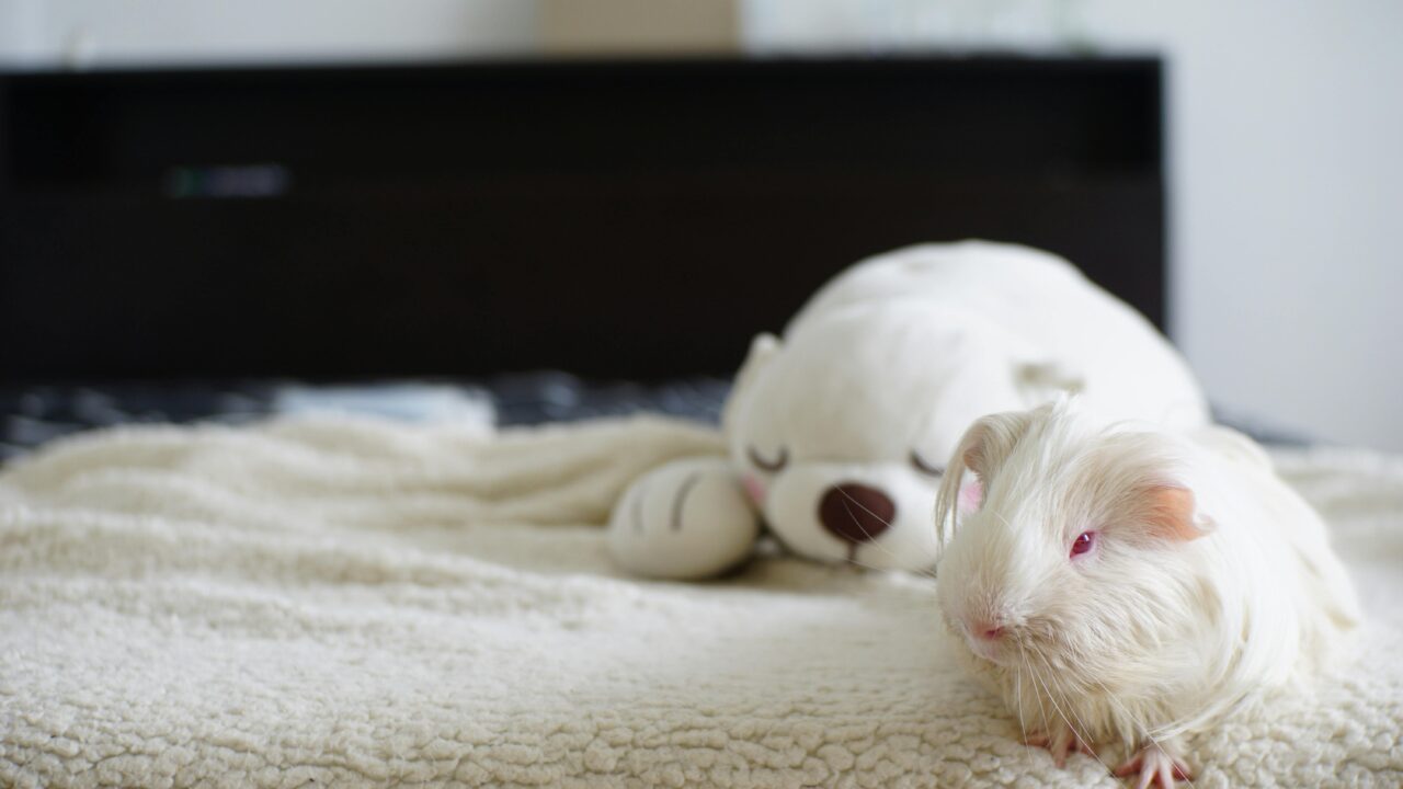 pexels-photo-17816506-17816506-1 Guinea Pig