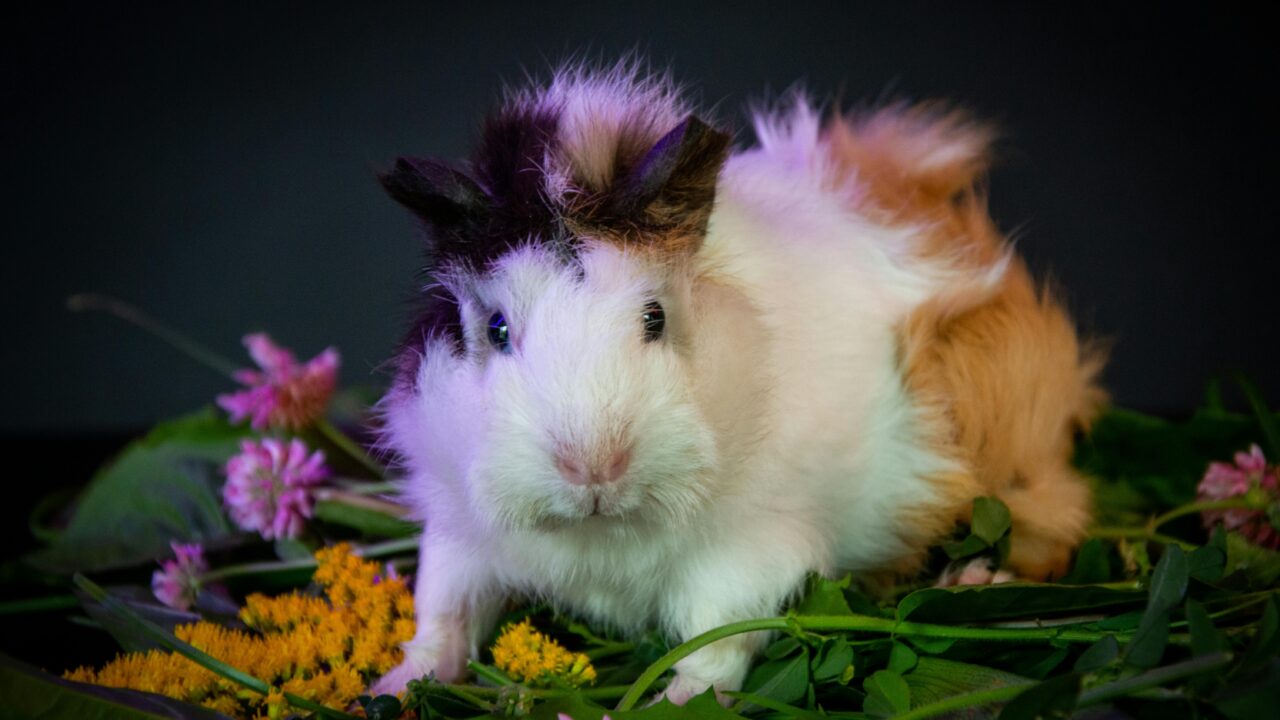 pexels-photo-28663148-28663148 Guinea Pig