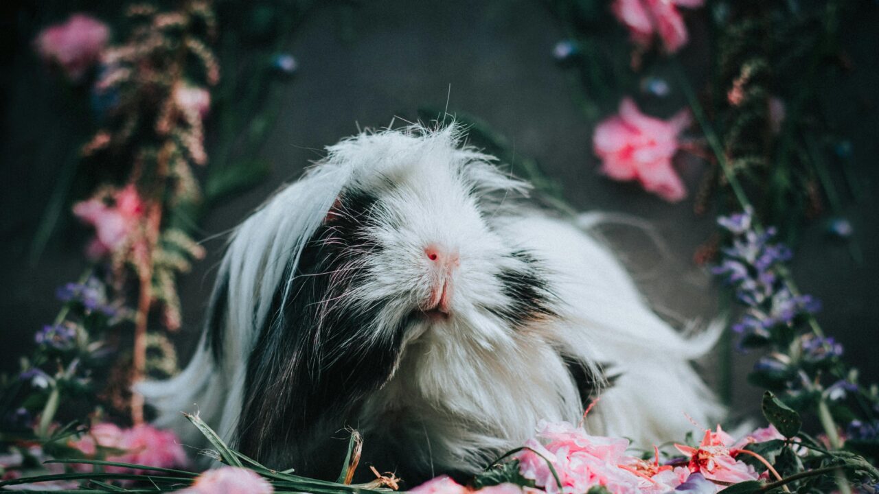 pexels-photo-4327887-4327887 Captivating close-up of a long-haired guinea pig surrounded by vivid flowers in a serene garden setting.
