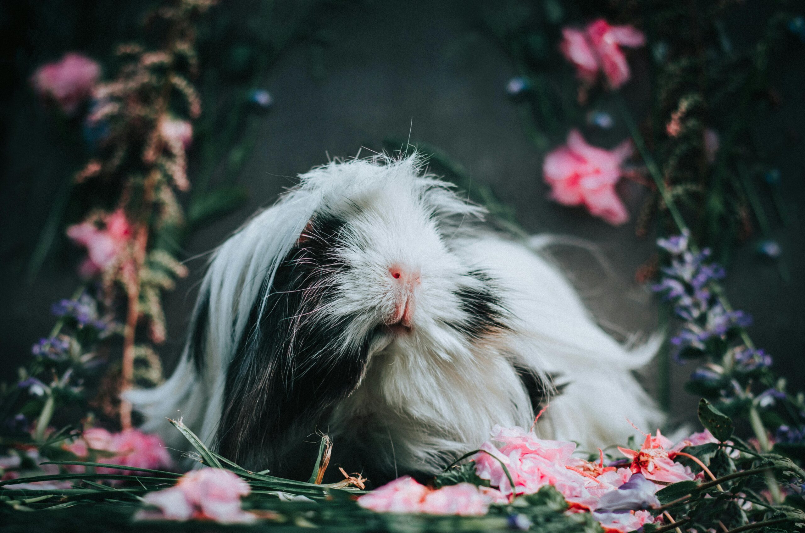 Captivating close-up of a long-haired guinea pig surrounded by vivid flowers in a serene garden setting.
