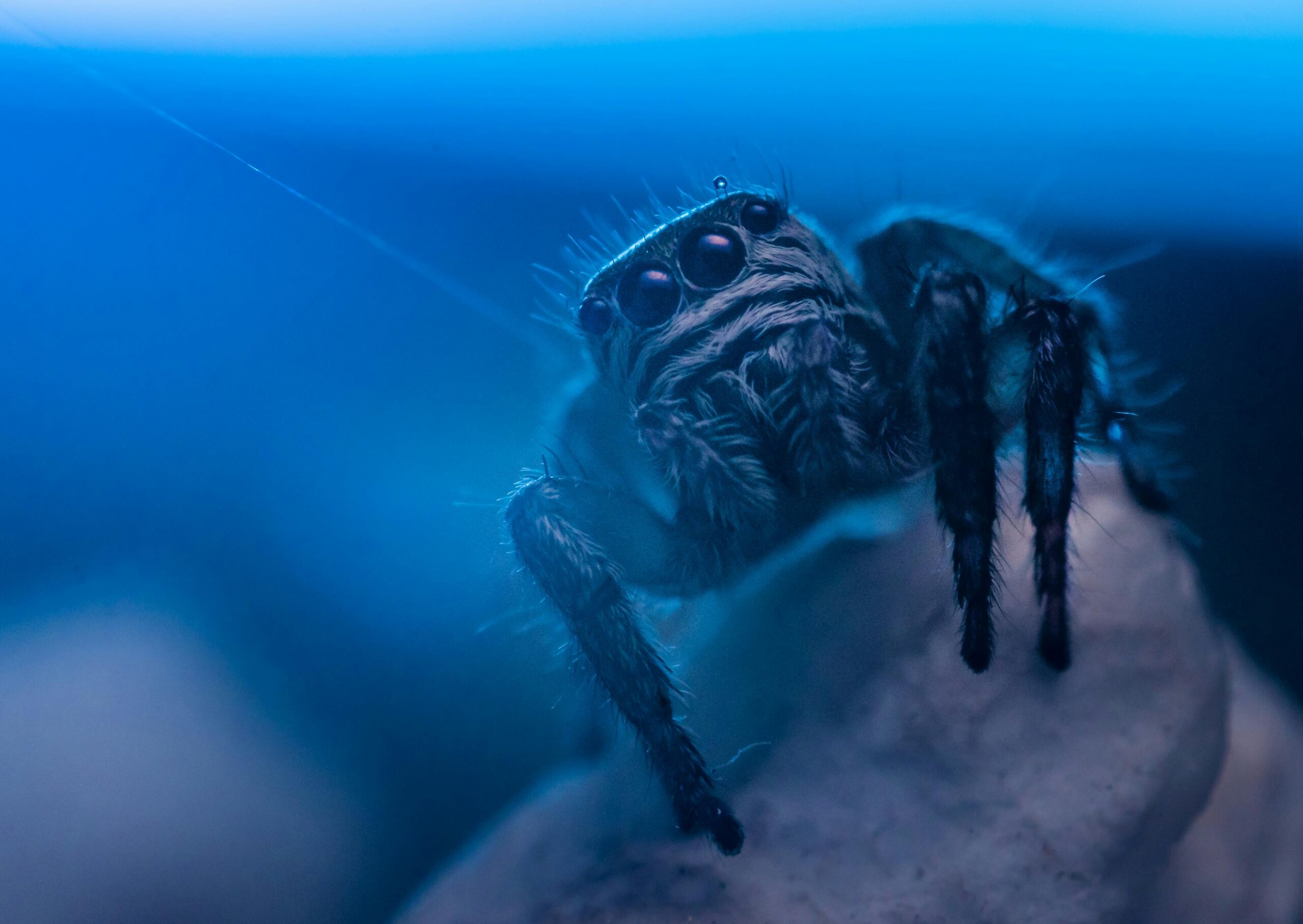 blue tarantula