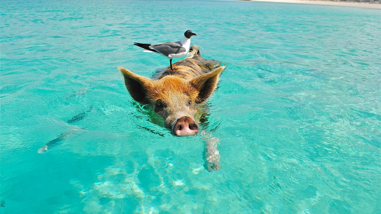 staniel-cay-swimming-pig-seagull-fish-66258-66258 Guinea Pig