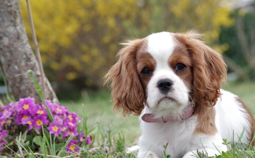 Cavalier King Charles Spaniels