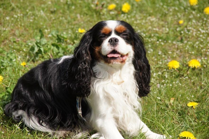 Cavalier King Charles Spaniels