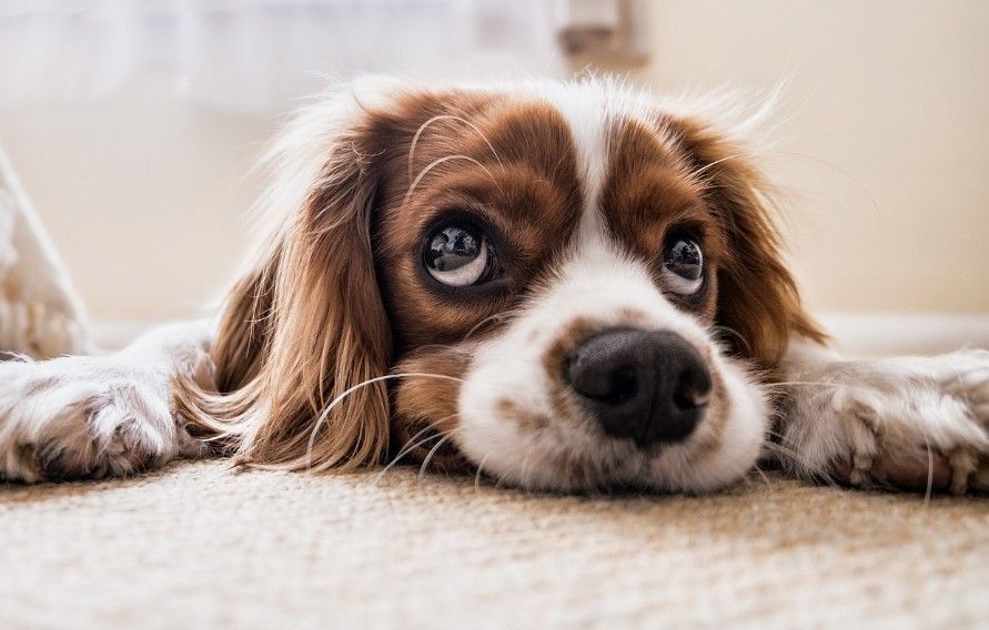 Cavalier King Charles Spaniels