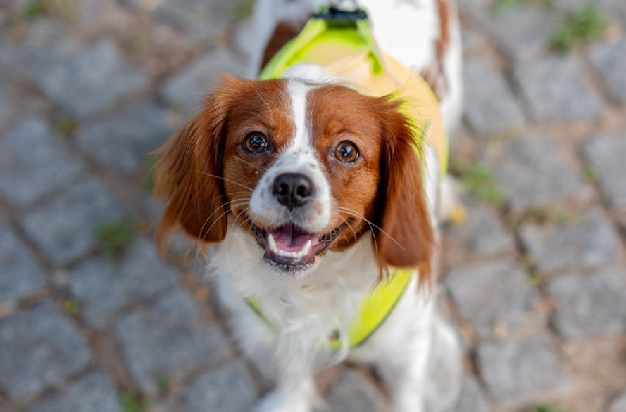 Cavalier King Charles Spaniels