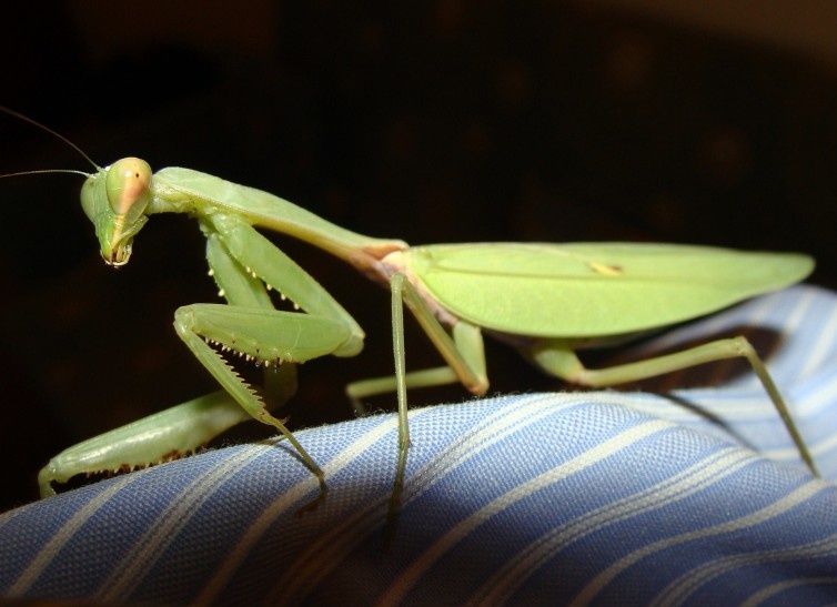 Baby Praying Mantis