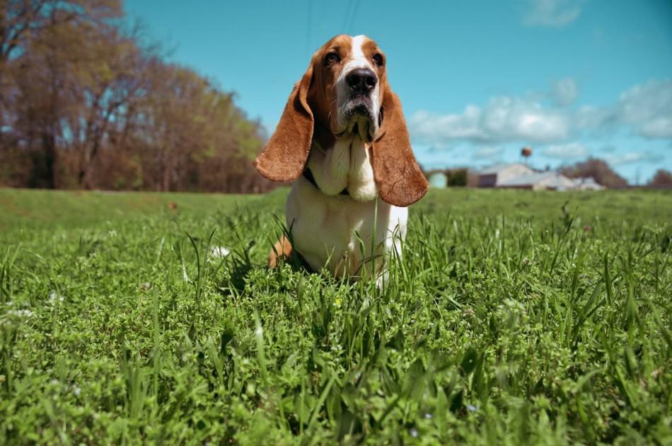 Randall Basset Hound Jellycat