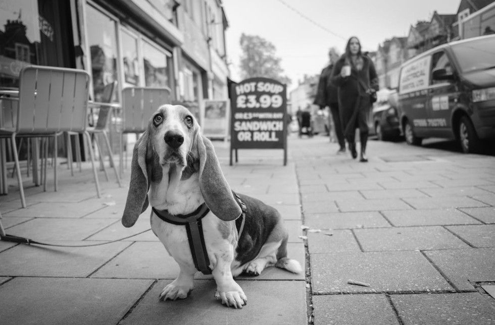 Randall Basset Hound Jellycat