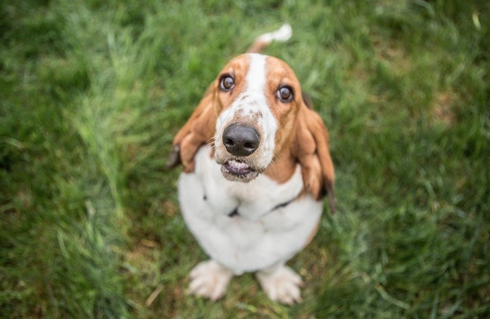 Randall Basset Hound Jellycat