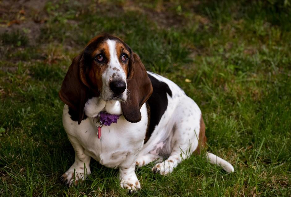 Randall Basset Hound Jellycat