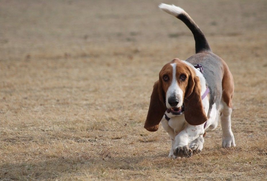 Randall Basset Hound Jellycat