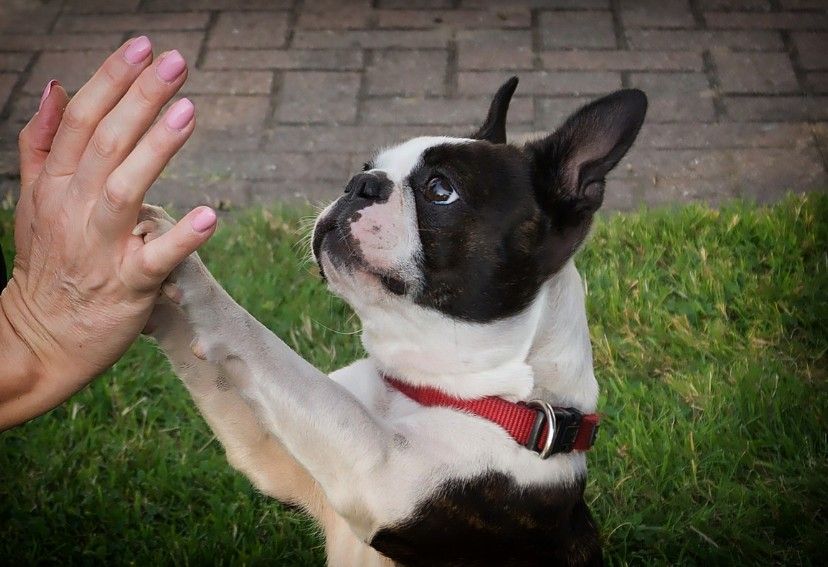 10 Boston Terrier Habits