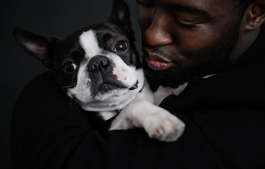 10 Boston Terrier Habits