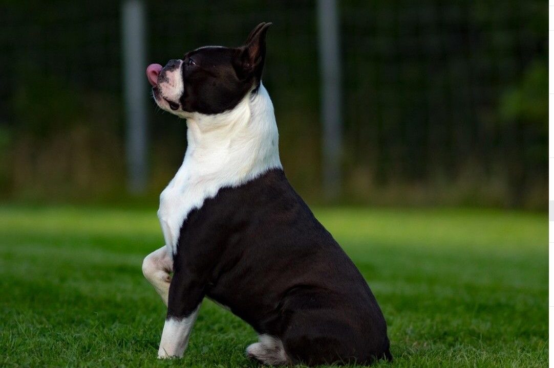 10 Boston Terrier Habits