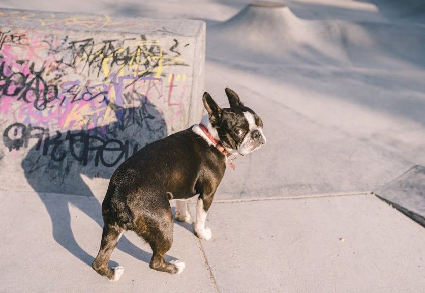 10 Boston Terrier Habits