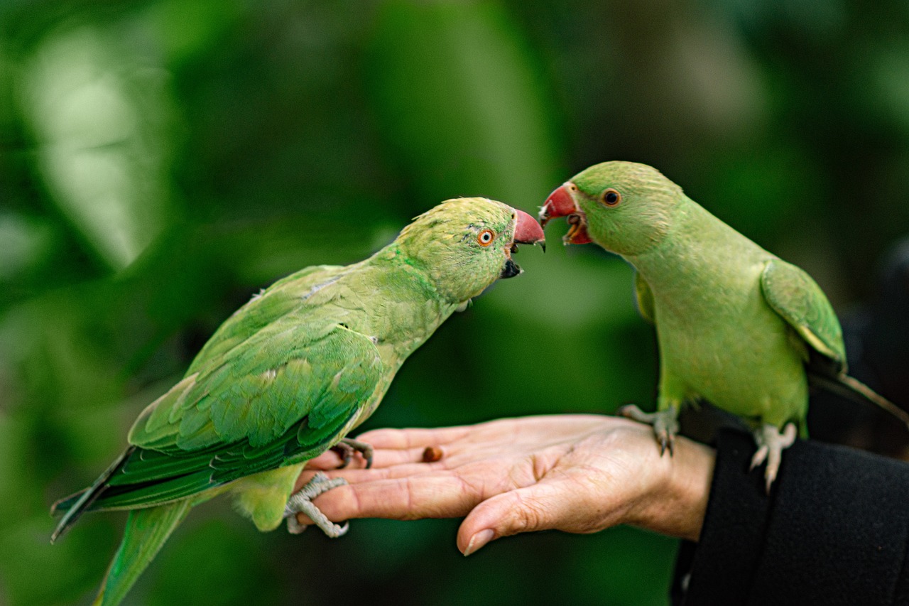 Best Birds for pets