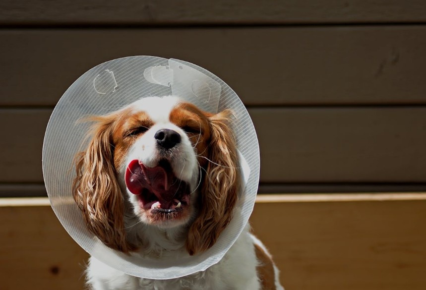 Cavalier King Charles Spaniels