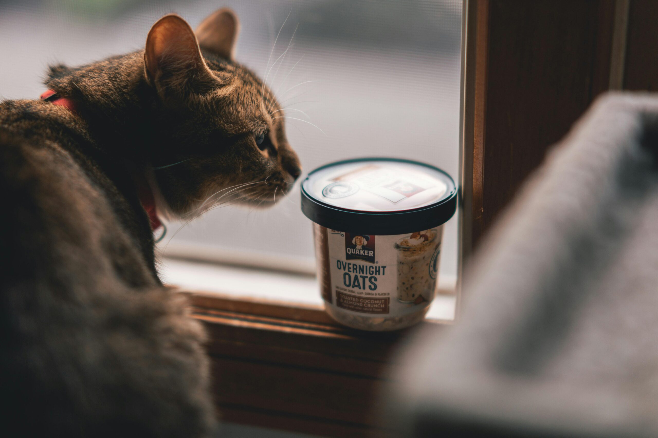 Cat Diet