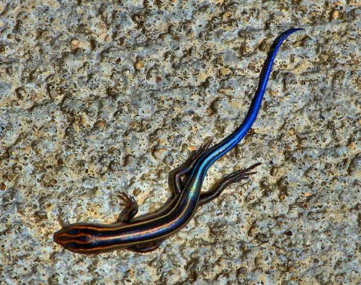 skink lizard