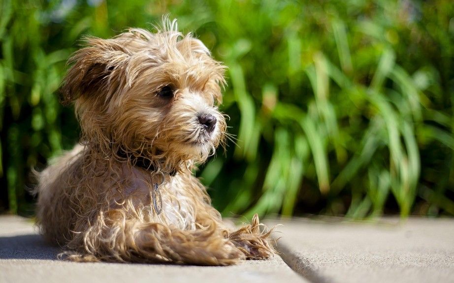 Maltipoo