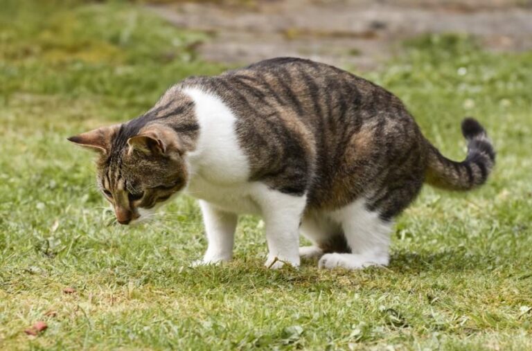 Cat Sneezing