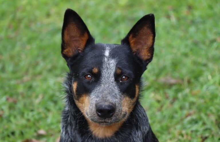 Blue Heeler