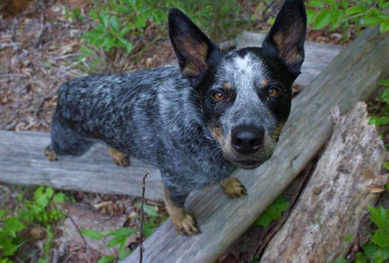Blue Heeler