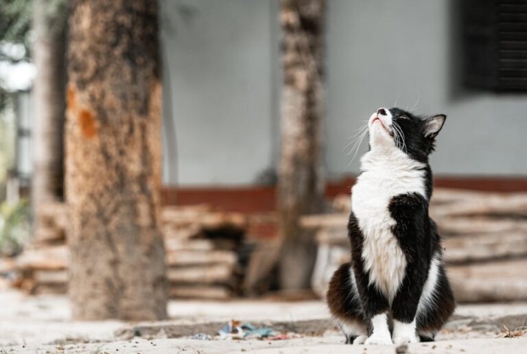 Cat Sneezing