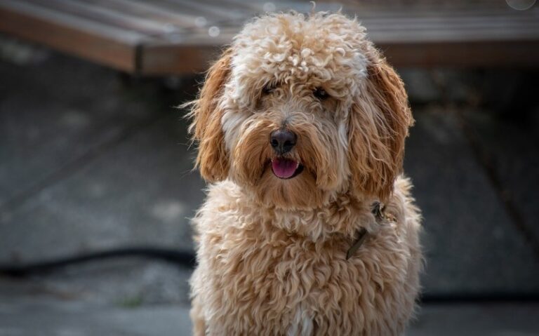 Australian Labradoodle